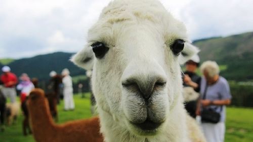 【五星推荐】新西兰汉密尔顿普通英语+农场营