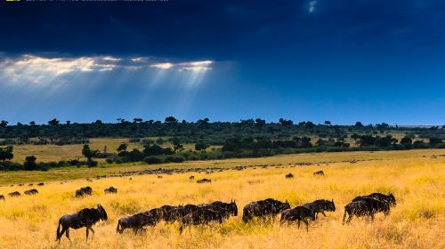 摄影之旅·内罗毕+肯尼亚山国家公园9日6晚跟