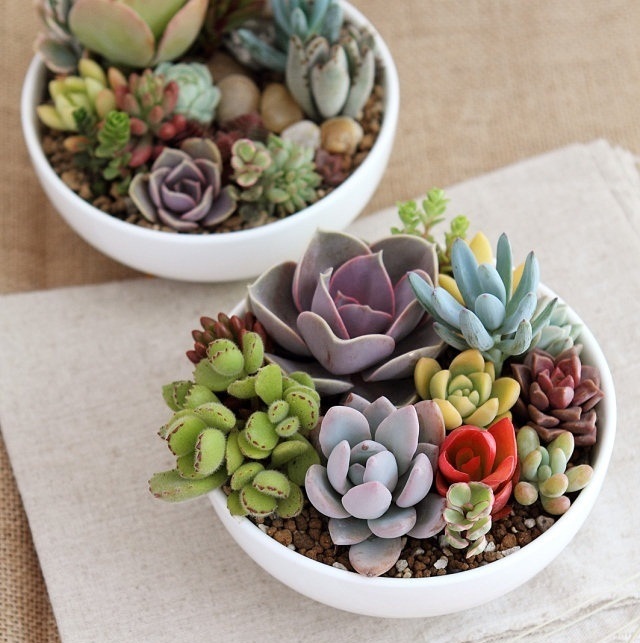 【上海半日手工营】多肉盆栽DIY体验 多肉植物