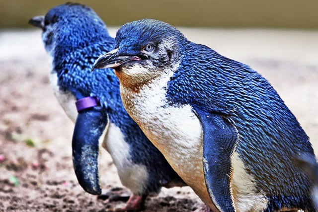 新西兰基督城+奥玛鲁+但尼丁+皇后镇+库克山