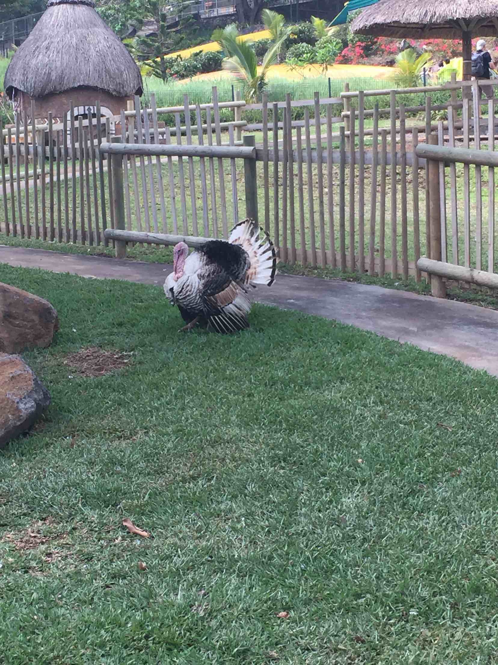 毛里求斯旅游怎么样,毛里求斯旅游好玩吗【携