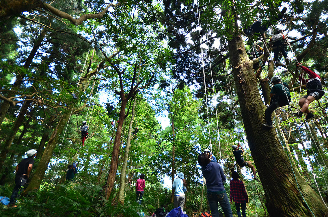 【上海半日周末游】爬树的升级版 攀树运动 新