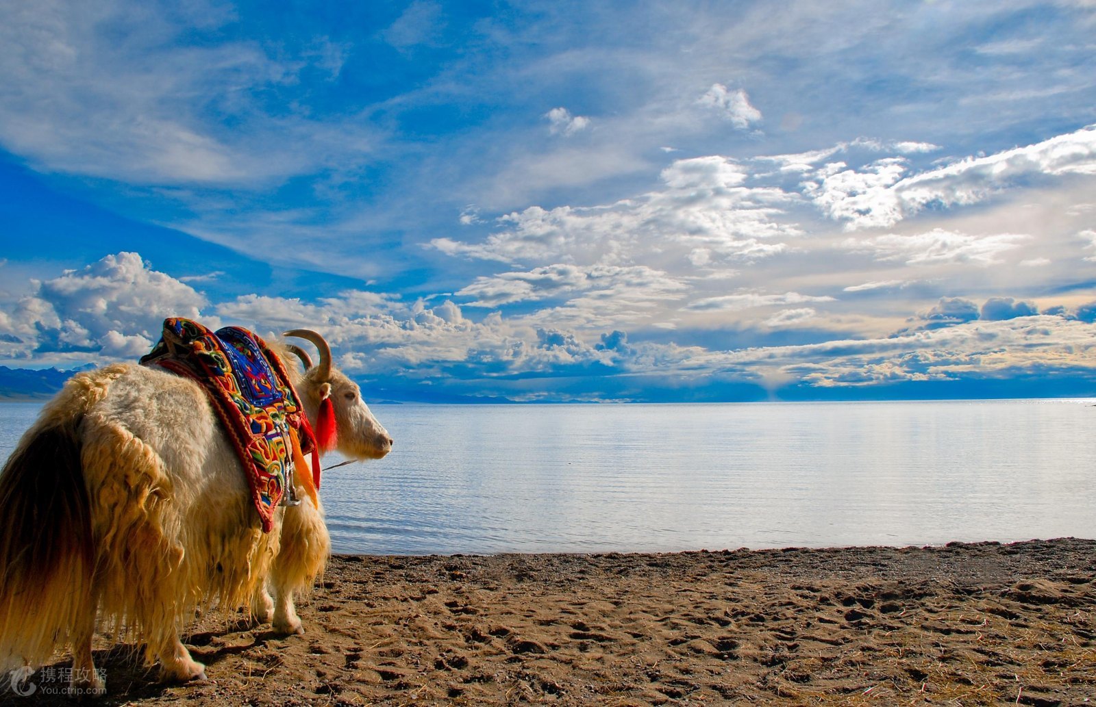 高性价比酒店!拉萨君锦大酒店1晚,可加购拉萨精华景点门票(布达拉宫\/《文成公主》演出票\/纳木错)自由组合·酒店毗邻拉鲁湿地,步行可至布达拉宫、罗布林卡、大昭寺【特价10.1】-【携程自由行景酒套餐】