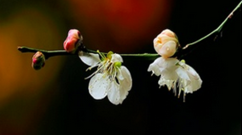 台湾台中2日1晚跟团游(3钻)·元旦新年赏梅 玩