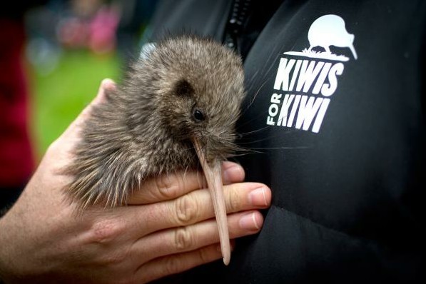 【携程自营】纯净新西兰北岛汉密尔顿游学体验