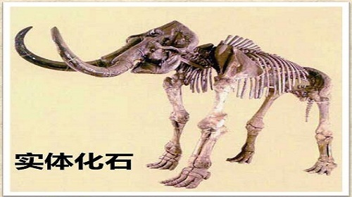 问题二:化石是如何形成的?