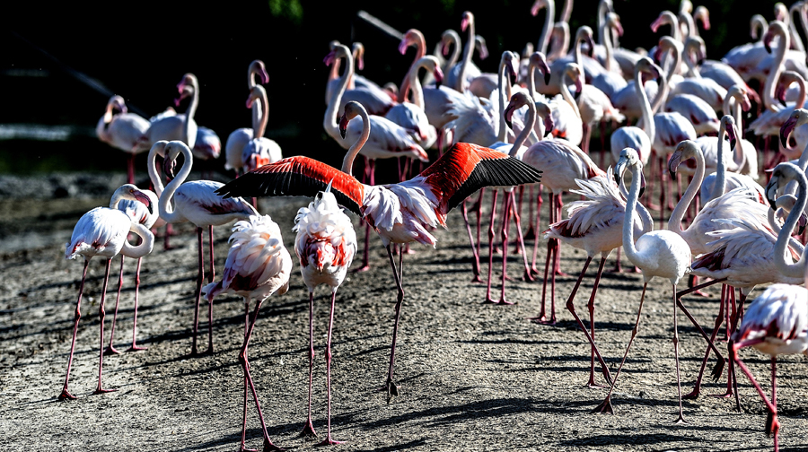 迪拜+阿布扎比5日跟团游(5钻)·全程五星连锁