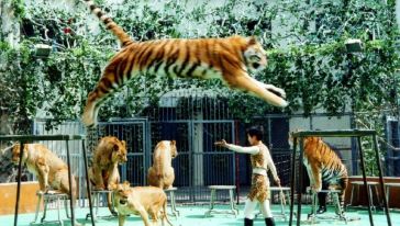 上海野生动物园一日游【南通发团】怎么样,上