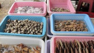 广东广州南沙永乐农庄+火龙果园+十九涌海味