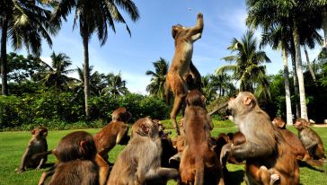 三亚南湾猴岛+南波湾观光潜水一日游怎么样,三