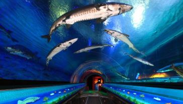 香港海洋公园+纯玩一日半自助游(广州出发),广