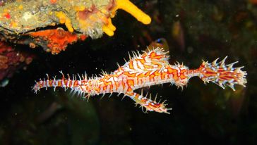 普吉 斯米兰群岛快艇一日游游玩交通路线\/地图