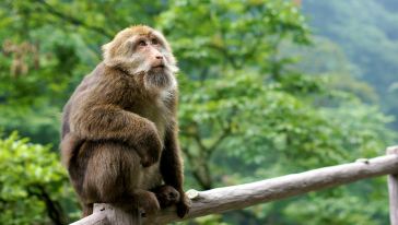 峨眉山金顶+半山全景一日游(成都出发),四川 ·
