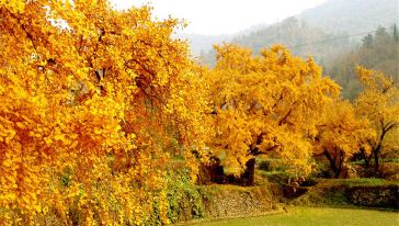 随州千年银杏谷赏秋摄影一日游(武汉出发)游玩