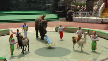 上海野生动物园一日游【南通发团】怎么样,上