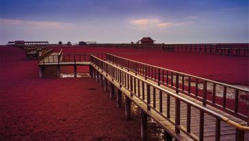 盘锦红海滩一日游(盘锦出发),辽宁 · 盘锦游玩