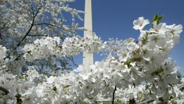 【全程英文导游】美国华盛顿首都景点夜间骑行