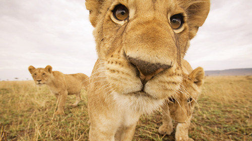 大狮子抱小狮子纹身内容图片分享