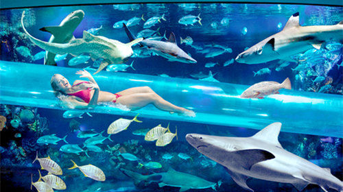 最可怕的动物第一名 6feee50b5db24421b593ad7965100c0f_C_500_280_Q80.jpg