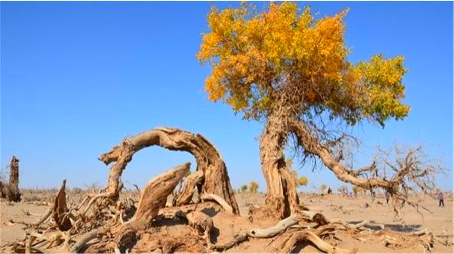 赏秋游·呼和浩特+额济纳旗6日跟团游(2钻)·