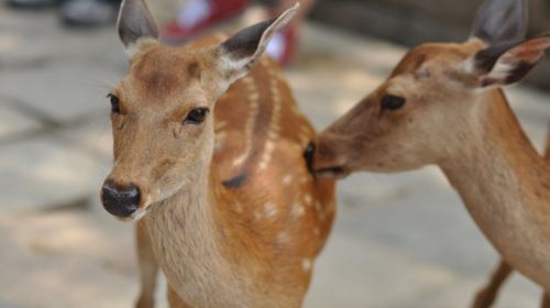 日本大阪+京都5日半自助游(3钻)·纯玩特惠 抹