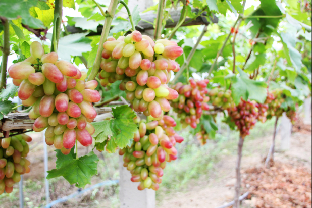 【南京站】江苏镇江2日自驾游(5钻)·句容开元