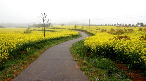 【踏青赏花】高淳老街+桠溪国际慢城踏青赏花