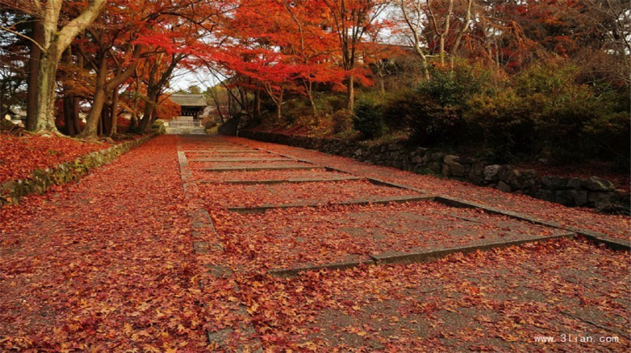 日本大阪+京都+奈良+神户5日跟团游(3钻)·鹿