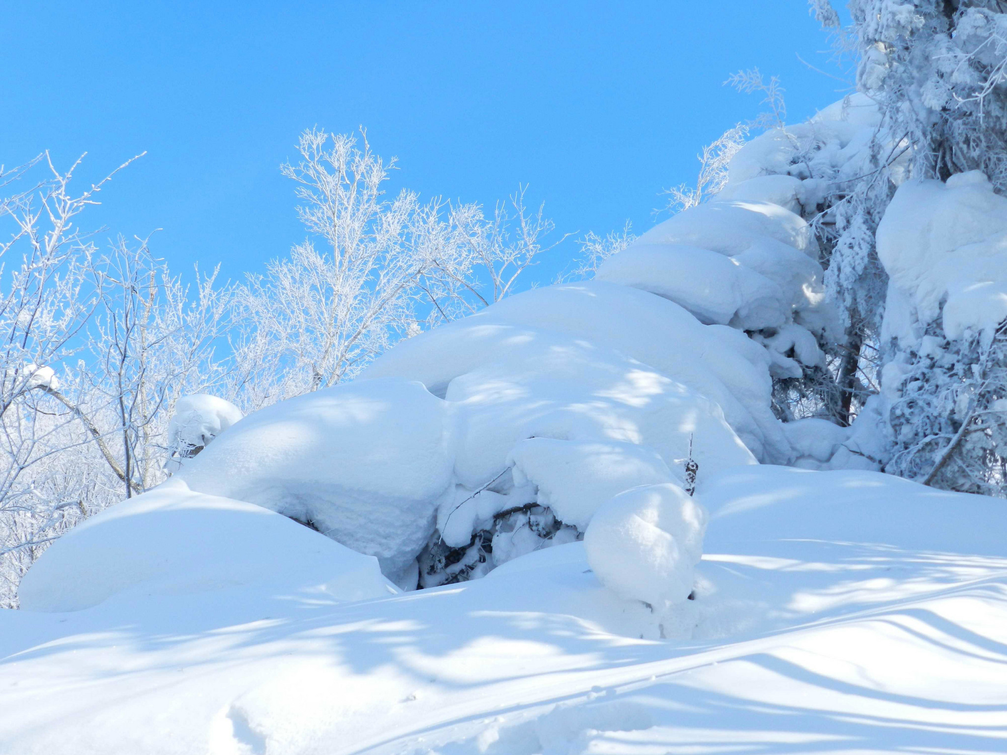 大陆籍客人?指哪里和,雪乡旅游【携程旅游】