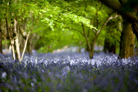 【一人成团, 每周出发】花园小镇坎特伯雷英语