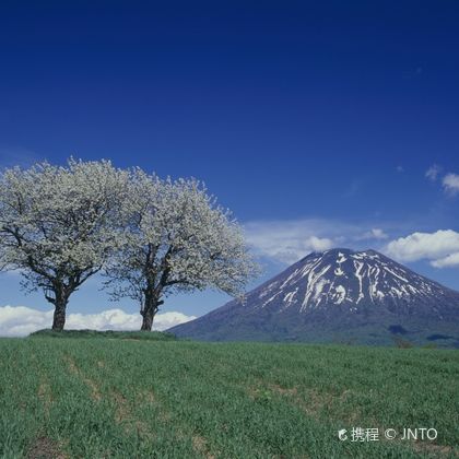 羊蹄山+Tenguyama Observation Deck一日游