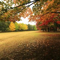 韩国江原道春川市南怡岛一日游 韩国江原道春川市南怡岛一日游