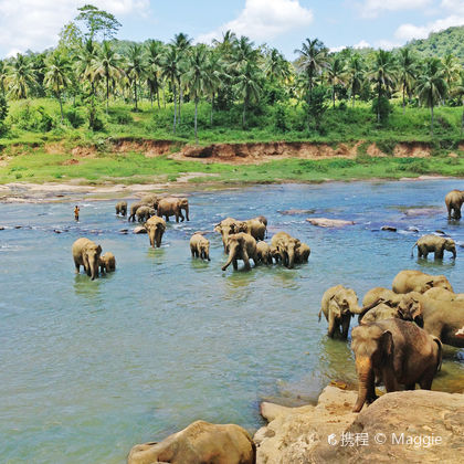 斯里兰卡品纳维拉大象孤儿院+康提皇家植物园+佛牙寺+尼甘布泻湖一日游