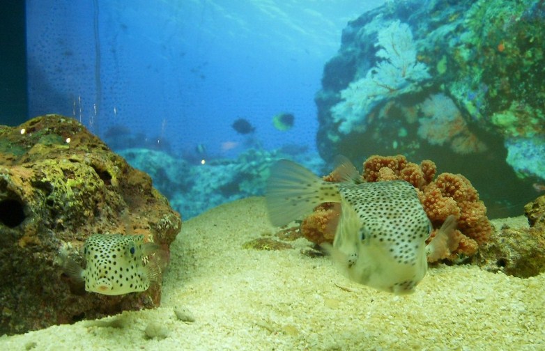 上海2日1晚跟团游·上海水族馆 外滩 城隍庙 野