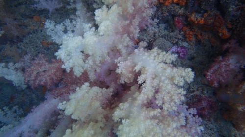 【上海】帕劳群岛5日4晚自由行·买机票送4晚