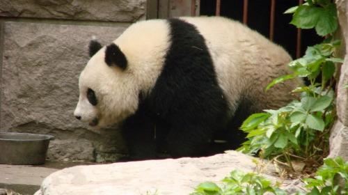 【珠海】北京玉渊潭+皇家御河游船+动物园一