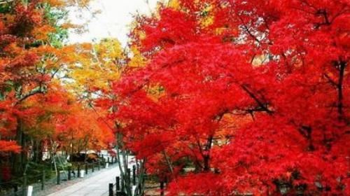 金秋赏枫·北京香山赏红叶+碧云寺+圆明园一日游-【携程旅游】