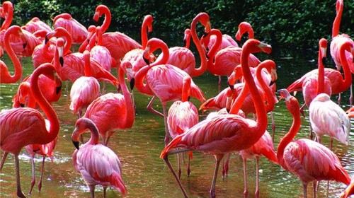 【绵阳】广州+番禺4日半自助游·爸爸去哪儿