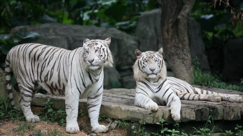 乐园游·广州长隆2日1晚跟团游(3钻)·长隆野