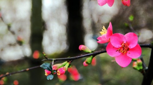 【携程攻略】武汉到成都旅游报价,武汉到成都