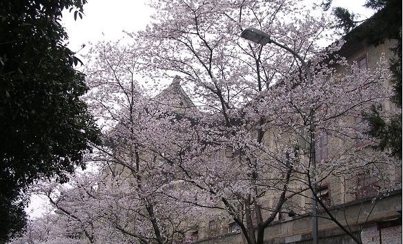 武汉旅游线路攻略_绵阳到武汉自助游_自由行