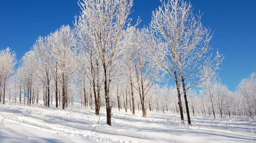 哈尔滨拍照雪景图片