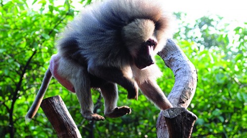 广州+番禺2日跟团游·长隆野生动物+花城广场