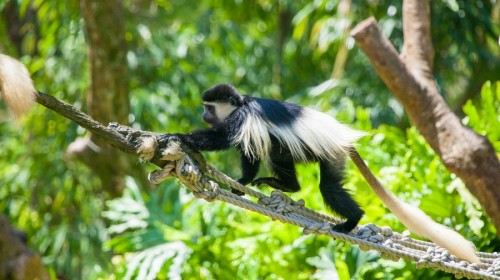 非洲森林之黑白疣猴