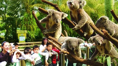 广州长隆野生动物园亲子休闲一日游