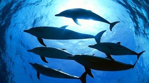 天津海昌极地海洋世界直通车巴士一日游