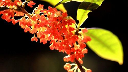 凤凰沟一日游(南昌出发)