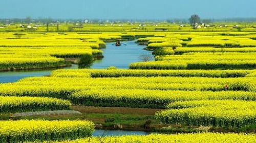 赏花游·兴化千岛菜花+盐城水街+东风汽车厂