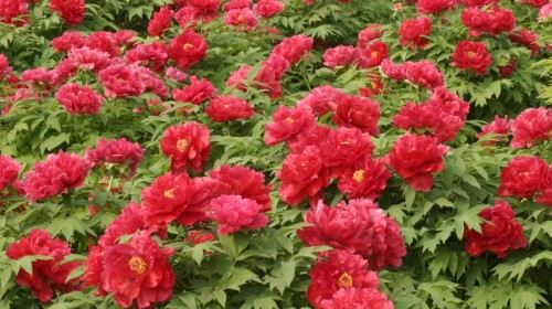 【北京】垫江牡丹园+长寿古镇一日游