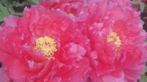 河南+洛阳2日1晚跟团游·洛阳牡丹、少林寺、